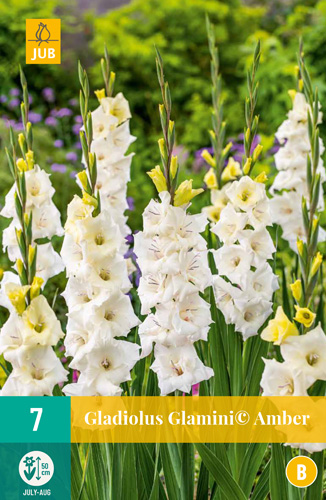 GLADIOLY GLAMINI© AMBER - 7 ks