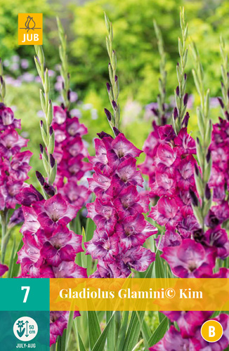 GLADIOLY GLAMINI© KIM - 7 ks