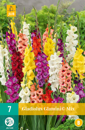 GLADIOLY GLAMINI© MIX - 7 ks