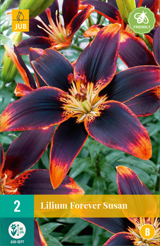 Ľalia FOREVER SUSAN počet kusov: 2