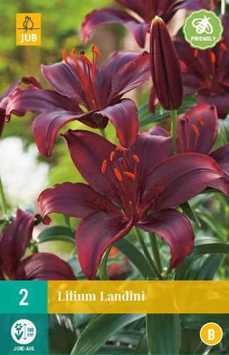 ĽALIA LANDINI - 2 ks