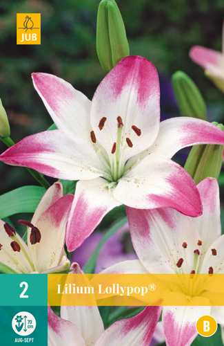 Ľalia LOLLYPOP® počet kusov: 2