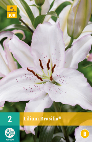 Ľalia BRASILIA® počet kusov: 2