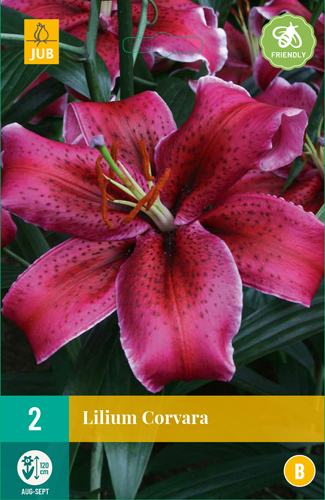 Ľalia CORVARA počet kusov: 2