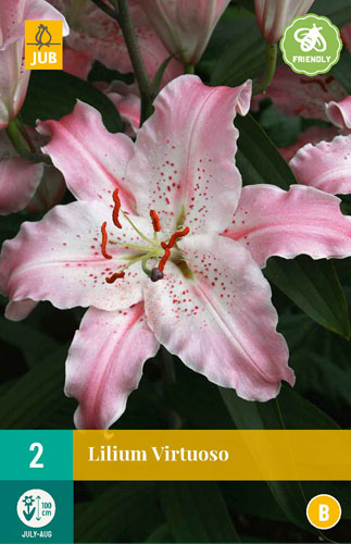 ĽALIA VIRTUOSO (voňavá) - 2 ks