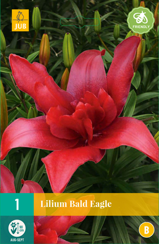 ĽALIA BALD EAGLE - 1 ks