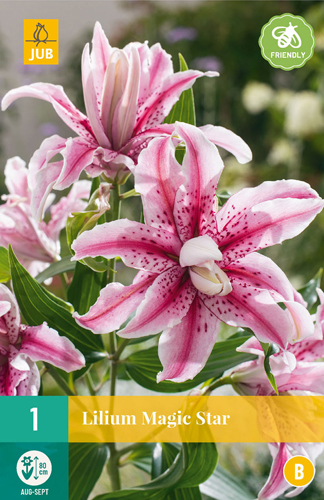 LALIA MAGIC STAR - 1 ks