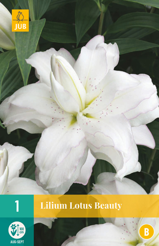 Ľalia LOTUS BEAUTY počet kusov: 1