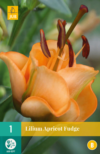 Lalia APRICOT FUDGE pocet kusov: 1