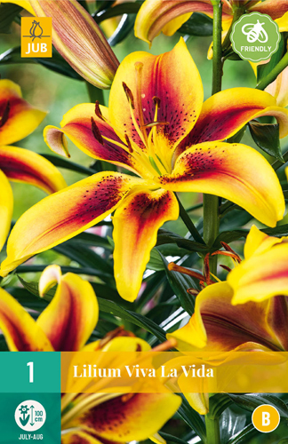 LALIA VIVA LA VIDA - 1 ks