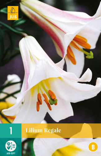 ĽALIA REGALE - 1 ks