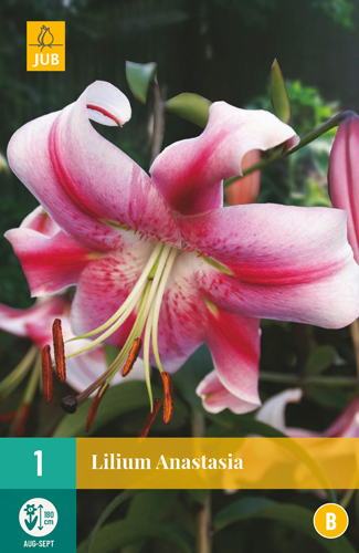 Ľalia ANASTASIA počet kusov: 1