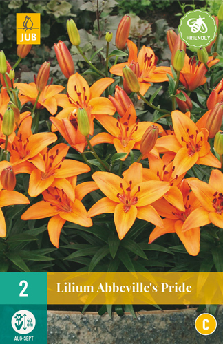 LALIA DO KVETINÁCA ABBEVILLE´S PRIDE - 2 ks