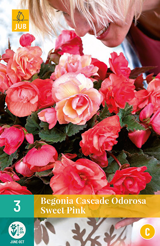 BEGÓNIA CASCADE ODOROSA SWEET PINK 3 kusy