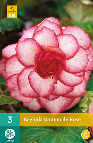 BEGÓNIA BOUTON DE ROSE 3 kusy