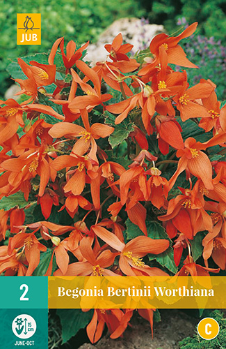 BEGÓNIA BERTINII WORTHIANA 2 kusy