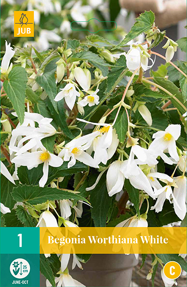 BEGÓNIA BERTINII WORTHIANA WHITE novinka 1 kus