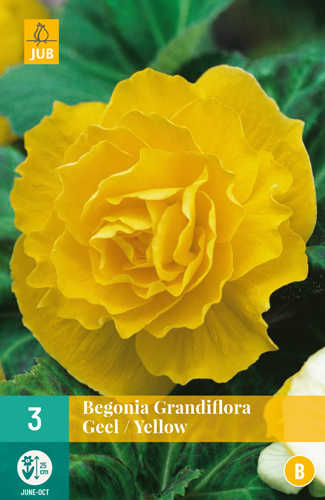 BEGÓNIA GRANDIFLORA YELLOW - 3 ks