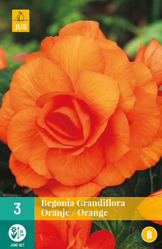 BEGÓNIA GRANDIFLORA ORANGE - 3 ks