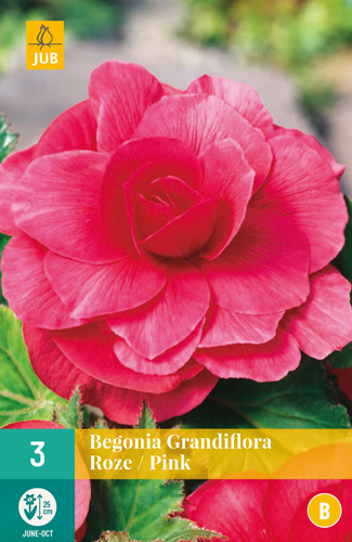 BEGÓNIA GRANDIFLORA PINK - 3 ks