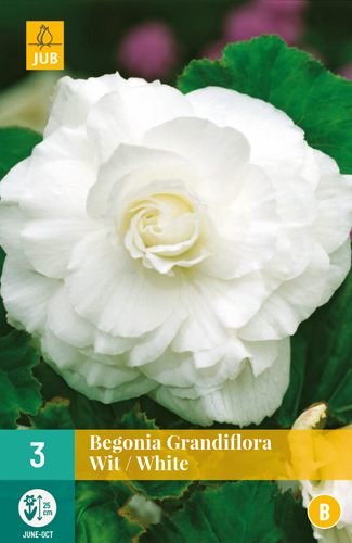 BEGÓNIA GRANDIFLORA WHITE - 3 ks