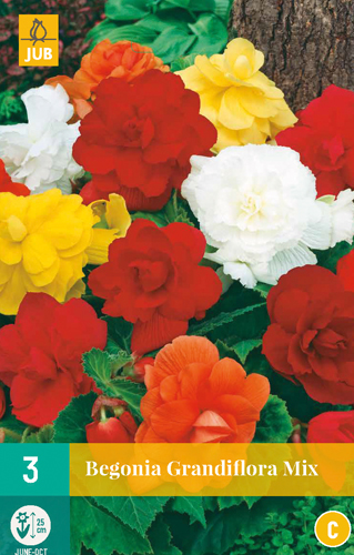 BEGÓNIA GRANDIFLORA MIX - 3 ks