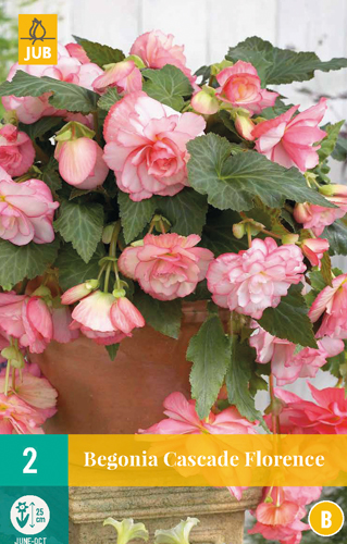 BEGÓNIA CASCADE FLORENCE - 2 ks