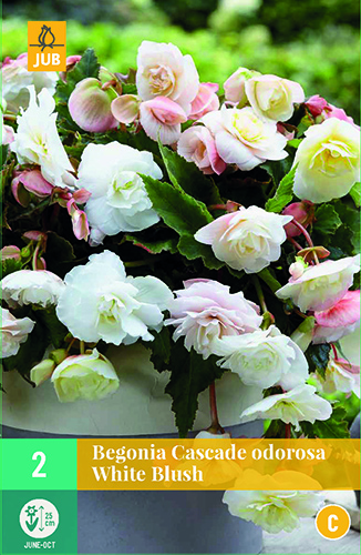 BEGÓNIA CASCADE ODOROSA WHITE BLUSH - 2 ks