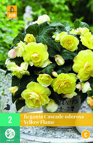 Begónia CASCADE ODOROSA YELLOW FLAME pocet kusov: 2
