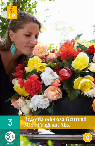BEGÓNIA CASCADE ODOROSA FRAGRANT MIX - 3 ks