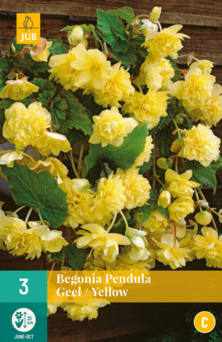 BEGÓNIA PENDULA YELLOW - 3 ks