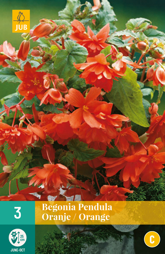 BEGÓNIA PENDULA ORANGE - 3 ks