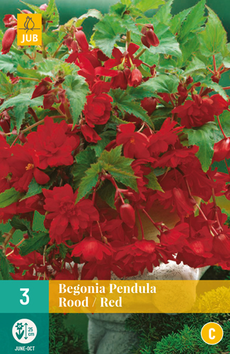 BEGÓNIA PENDULA RED - 3 ks