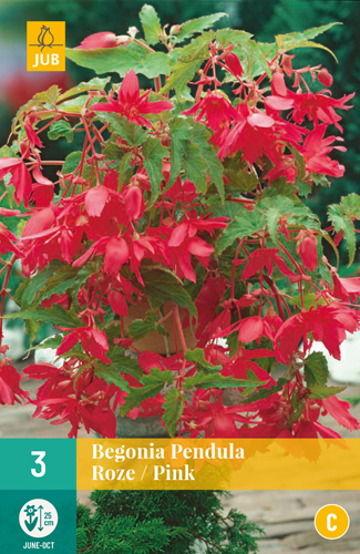 BEGÓNIA PENDULA PINK - 3 ks