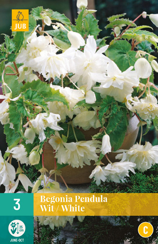 BEGÓNIA PENDULA WHITE - 3 ks