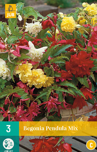 BEGÓNIA PENDULA MIX - 3 ks