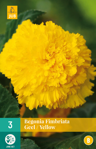 Begónia FIMBRIATA žltá počet kusov: 3