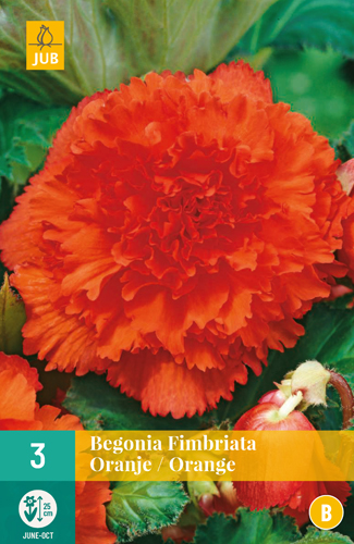 Begónia FIMBRIATA oranžová počet kusov: 3