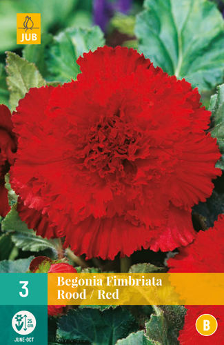 Begónia FIMBRIATA červená počet kusov: 3
