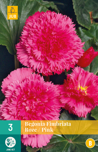 Begónia FIMBRIATA ružová počet kusov: 3