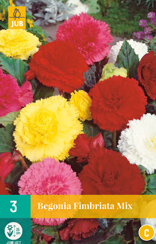 BEGÓNIA FIMBRIATA MIX - 3 ks
