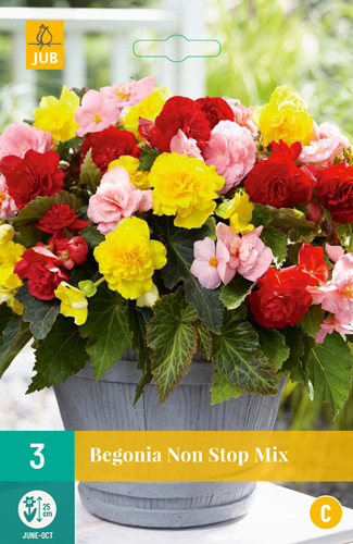 BEGÓNIA NON STOP MIX - 3 ks
