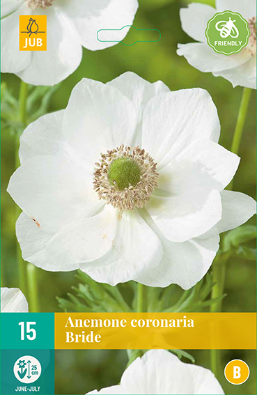 ANEMONKY CORONARIA BRIDE 15 kusov