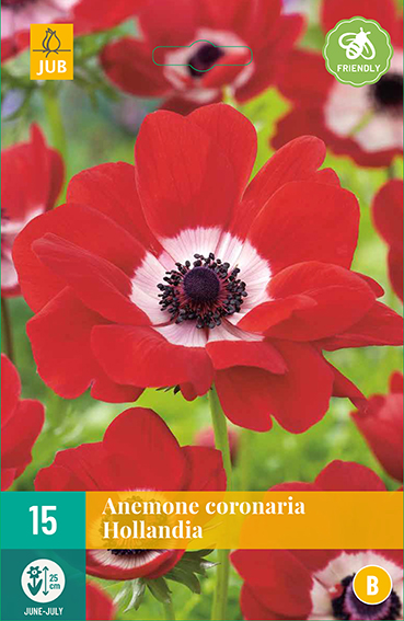 ANEMONKY CORONARIA HOLLANDIA 15 kusov