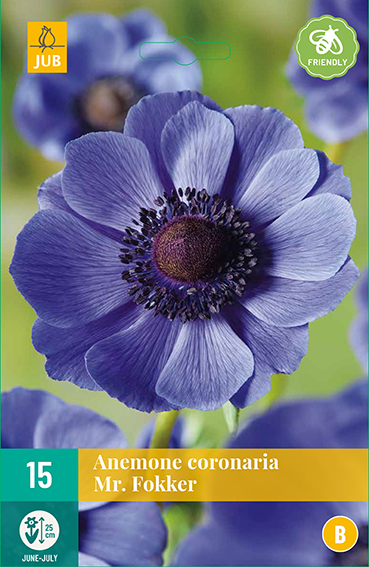 ANEMONKY CORONARIA MR. FOKKER 15 kusov