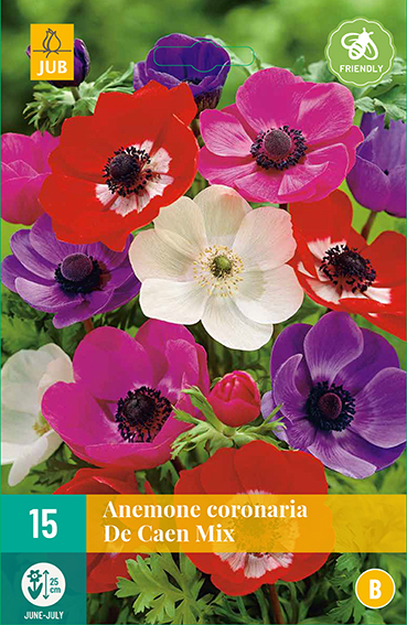 ANEMONKY CORONARIA DE CAEN MIX 15 kusov