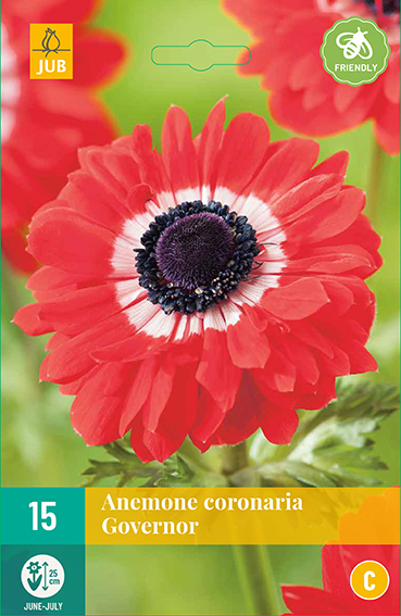 ANEMONKY CORONARIA GOVERNOR 15 kusov