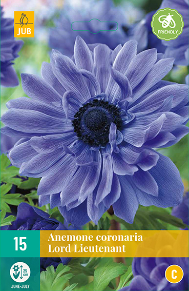 ANEMONKY CORONARIA LORD LIEUTENANT 15 kusov