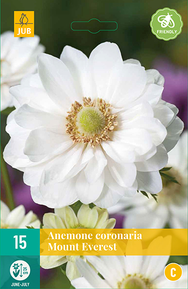 ANEMONKY CORONARIA MOUNT EVEREST 15 kusov