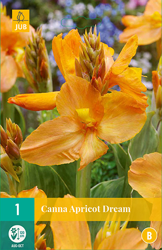 KANA APRICOT DREAM 1 kus